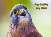 Personalised Kestrel Bird of Prey Greeting Card (Birthday, Christmas, Any Occasion) - Custom Card for Him or Her Male Female Family Kids Boys Girls any Age