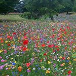 Buy 2 Packets GET 2 Packets Free 100% UK Wild Flower Seed Mix Annual & Perennial Meadow Plants Attract Bees & Butterfly (10g) Wildflower Seeds, IF You Buy 1 Packet You Will Receive 1 Packet