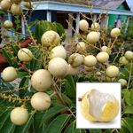 TAPOBON Snow White Dragon Eye Longan Grafted Fruit Live Plant (1-2 Feet Height)