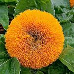 10 Sunflower Teddy Bear Seeds - Helianthus Annuus - 10 Seeds