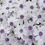 Hardy Perennial, Phlox Pharoah Blue Eye 5X Plug Plants by Thompson and Morgan. (5)