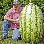 Creative Farmer Farm Giant Watermelon Non-GMO Edible Fruit Planting 20Seeds