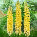 Lupin Desert Sun - Stunning Lupinus Garden Ready Potted Plants - Outdoor Perennial in Pot - Hardy Yellow Flowering Plant (9cm Pot, 10-20cm)