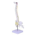 Flexible Spine Model Spine Anatomical Model with Spinal Skull Base Pelvis Vertebral Column Model for Medical Training with Stand 45CM