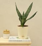 Ugaoo Sansevieria Superba Green Snake Plant with Self Watering Pot