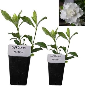 Gardenia V