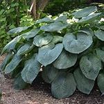 Plant Theory Giant Blue Hosta Perennials Flowering Plants Hosta Sieboldiana Elegans 2L Pot