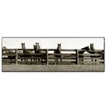 Trademark Fine Art Thoroughbreds by Preston Canvas Wall Art, 8x24-Inch