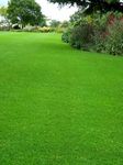 Radha Krishna Agriculture® Imported American Lawn Grass seeds Fast Growing and Durable For Gardening (PACK OF 100 seeds)