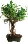 Abana Homes® Bonsai Tree - Exclusive Bonsai with designed roots