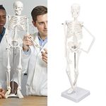 45cm Human Skeleton Model Anatomy - Mini Skeleton with Removable Arms & Legs Mandible for Science Lab Classroom