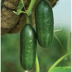 Cucumber 'Mini Munch' Garden Vegetable Seed Packet 1 Packet 4 Seeds