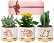 Giftasy Cat Gifts for Women, Cute Cat Plant Pots Set, Birthday for Women Wife Mum Friends Sister Girl Cat Lovers, Unique Home or Garden Gift Ideas, Beautifully Gift Boxed