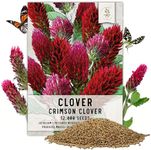 Seed Needs, Crimson Clover Wildflower Seeds (Trifolium incarnatum) Hummingbird, Bee and Butterfly Attracting - Annual Seeds Bulk (Large Pack (12,000 Seeds))