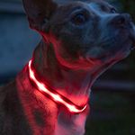Blazin' Bison Safety LED Dog Collar - USB Rechargeable With Water Resistant Flashing Light (S, Red)