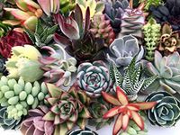 10 Assorted Live Succulent Cuttings