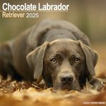 Chocolate Lab Retriever Calendar 2025 | Square Dog Breed Wall Calendar - 16 Month