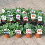 18 x Petunia Plants - Hanging Basket Plants Outdoor Garden Ready in 9cm Pots, Surfinia Make Good Hanging Plant, These are not Plug Plants. (18, Mixed Colours)