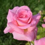 Pink Rose 