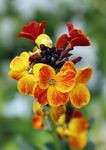 Gebdinsh Garden® Imported Wallflower Flower Seeds For Kitchen Gardening (Pack Of 100 Seeds)