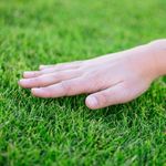 Radha Krishna Agriculture® American Imported Bermuda Lawn Grass Seeds for Home and Gardening (PACK OF 1KG SEEDS)