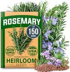 HOME GROWN Rosemary Seeds Bulk Pack - 150 High Germinating Non-GMO Heirloom Culinary Herb Seeds for Planting in Indoor or Outdoor Herb Gardens - USA Sourced (Salvia rosmarinus)