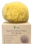 Skin Unique Caribbean Yellow Natural Sea Sponge in Gift Box - 100% Natural, Organic, Hypoallergenic, Strong, Durable with Rope - for Adult Bath, Shower, Exfoliating, Art, Pets, Gift (Medium)