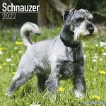 Schnauzer Calendar 2022 | Square Dog Breed Wall Calendar - 16 Month: Address Books, Journals & More