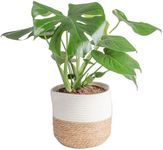 Costa Farms Monstera Swiss Cheese P