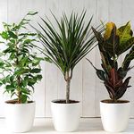 Evergreen Indoor House Plants Collection Clean Air Purifying Scandi Lifestyle Real Plants with Unique Foliage & Eye Catching Designs, 3 x Scandi Houseplant Lucky Dip by Thompson and Morgan