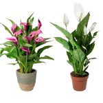 Cheap Indoor Plants