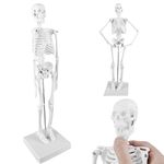 TOATELU Human Anatomy Skeleton: 17.7 Inches (45 cm) Mini Human Skeleton Model for Anatomy and Movable Arms and Legs on Plastic Base, Anatomy Model Easy to Carry and for Study