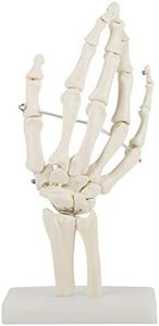 DEWIN Human Wrist Model, Skeleton Hand Model, Anatomical Hand, Model for Schools, Hospital, Physical Health Teaching