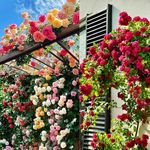 200+ SEEDS- Hybrid Climbing Rose Flower Mix Seeds, Year-Round Blooms.