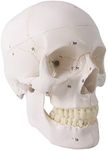 Generies 2021 Newest Design Human Skull Anatomical Model,with Painted Sutures 54 Pcs Labeled Numbered Skull Models for Medical Students,Human Brain Model for Kids Drawing Anatomy