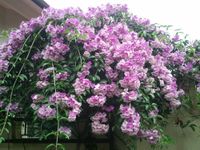 Garlic Vine/Mansoa Alliacea Live Flowering Plant & Tree For Shrub/Bush/Home Decor/Garden (Hybrid, Pack Of 1)