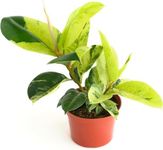 Shop Succulents Ficus Shivereana 'Moonshine', Live Indoor Plant, Low Maintenance Houseplant with Unique Silvery Green Leaves, Ideal for Home Decor, Office, and Room Enhancement, 6 Inch Nursery Pot