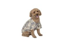 THE HOUSE OF PAWS Beige Check Print Shirt for Dogs and Cats (Size S)