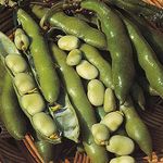 Broad Bean Seeds 'The Sutton' Vicia faba Fava Beans Hardy Annual Vegetable Garden Plants Easy to Grow Sow Your Own 1 Packet of 30 Seeds by Thompson and Morgan