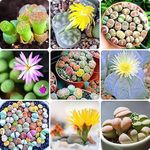 Rocks For Succulent Plants
