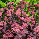 Sedum Chocolate Cherry | Deciduous Perennial | Outdoor Potted Plant | Flowering (10-20cm Incl. Pot)