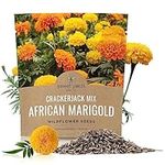 African Marigold Seeds Crackerjack 