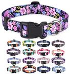 Dog Collars