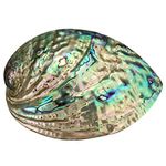 YYW Abalone Shell -9cm Large Abalone Seashell Naturally Beautiful Multihole Decorative Smudging Abalone Shell for Artwork Party Wedding Home Decorations