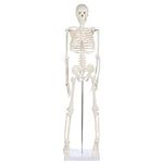 Anatomy Lab Human Skeleton Model, 3