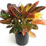 GREEN PARADISE Indoor Air purifying plants plants for home, Office Decor, Garden (Pack Of 1 Healthy Plant) (OUTDOOR, CROTON PETRA) Nursery Grower's Bag/Pot