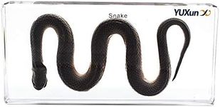 Snake Paperweights Specimen for Science Education Paperweight for Book for Office for Desk