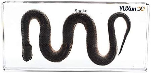 Snake Paperweights Specimen for Science Education Paperweight for Book for Office for Desk