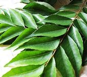 Fresh Curry Leaves I Murraya koenigii I 50G