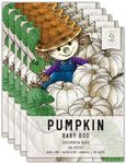 Seed Needs, Baby Boo Pumpkin Seeds - 50 Heirloom Seeds for Planting Cucurbita pepo - Miniature White Pumpkins, Great for The Kids, Non-GMO & Untreated (5 Packs)